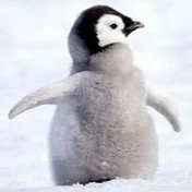 Travel Penguin