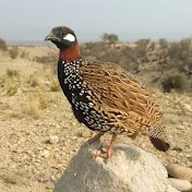Umer Khattak Birds