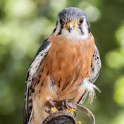 The head falconer (Carmarthenshire Falconry)