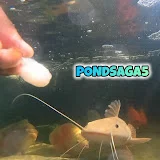 PONDSAGA