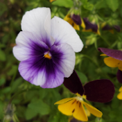 꽃짜는 할미꽃 pasque flower