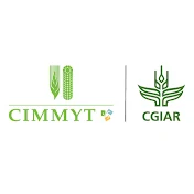 CIMMYT