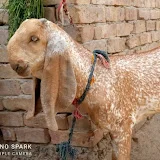 Altaf goat farm