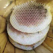 عسل نحل السعودية Saudi honey and bees