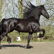 Friesian Horse Apollo & his girl💕