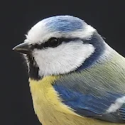Nature Bird Videos