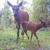 Canada Wildlife Cams