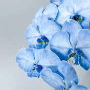 Blue Orchid