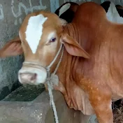 Cow Mandi Pk