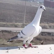 Hyderabadi pigeon planet