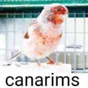 canarims