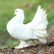Yash Jain Pigeon Accessories