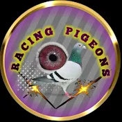 Racing pigeons