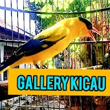 gallery kicau