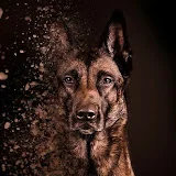 Belgian Malinois Lovers