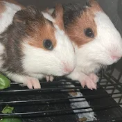 Piggy Pets