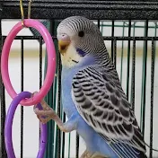 Let's Fly With Budgies!