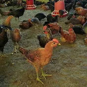 Azamgarh poultry