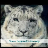 雪豹の旅。Snow Leopard's Journey