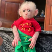 Monkey kibi