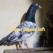 Qaisar's pigeon loft