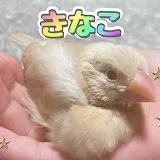 きなことしのこちゃんねる