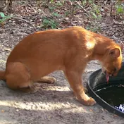 Fauna e Flora em Foco