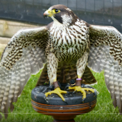 Falconry, Raptors and More