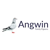 Angwin Family Pigeons