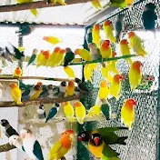 Khan birds Sargodha