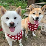 柴犬みかんと白柴Q太郎の日常