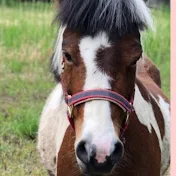 horse pony