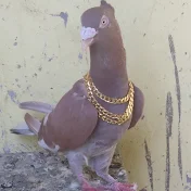 Ak Pigeons Lover