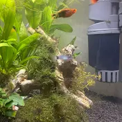 My Fish Chronicle