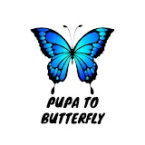 Pupa to Butterfly