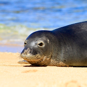 Surf Kawela Hawaii