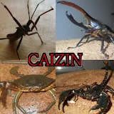 CAIZIN ケインの節足動物バトル Arthropod Showdown