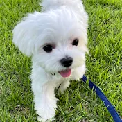 Cream The Maltese