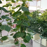 Hydroponic Jeddah زراعة مائية جدة