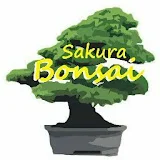 Sakura Bonsai