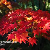 Bluebell Arboretum and Nursery