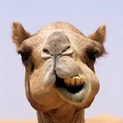Ca$h Camel