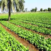 مزارع البدايه للبيع في مصر