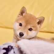 柴犬りんご郎 Shiba Inu Ringoro