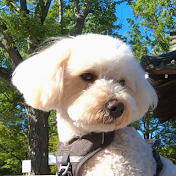 犬と歩く京都 / Guiding Kyoto with my dog