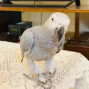 Prada The Grey Parrot