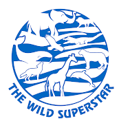 THE WILD SUPERSTAR