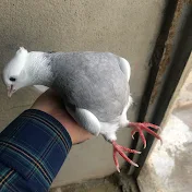 pigeons kurdish