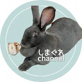 しまぐれchannel【巨大うさぎと癒しうさぎ】