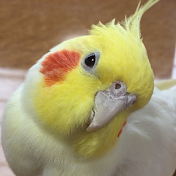 オカメインコのミロ